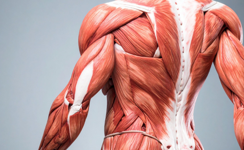 Intrinsic Muscles
