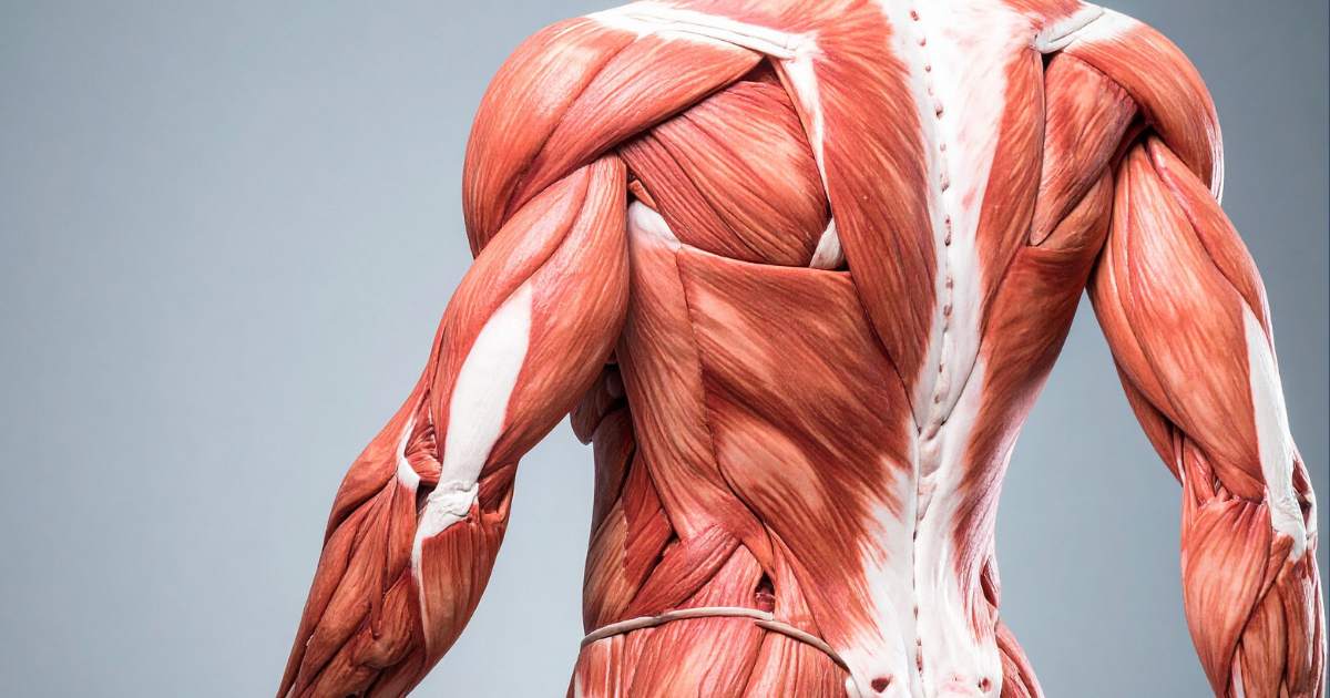 Are Intrinsic Muscles the Cause of Your Low Back Pain?